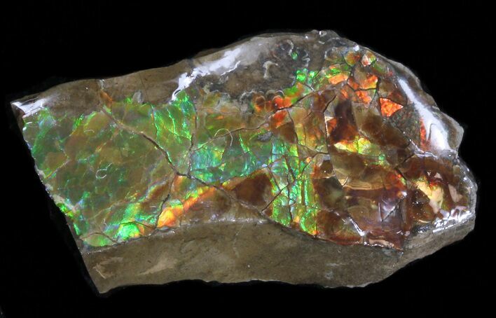 Iridescent Ammolite - Fossil Ammonite Shell #40219